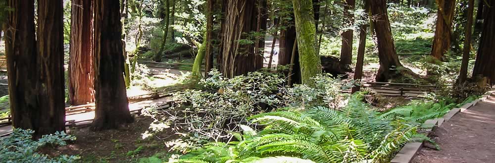 A forested area with a clean path on the right.